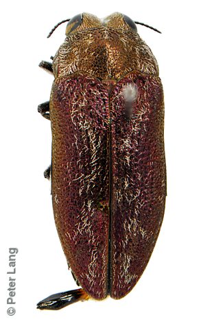 Ethonion leai, PL0780A, male, from Dillwynia hispida, MU, 6.8 × 2.7 mm